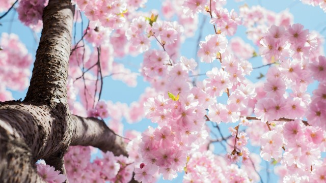 Flores de Bach para cada Etapa de tu Maternidad